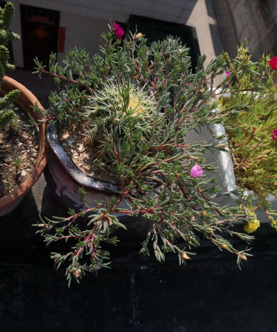 家庭养花用生根粉