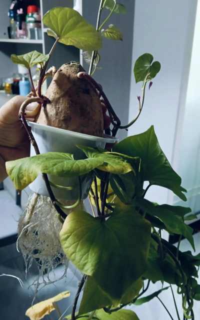 家庭养花用生根粉