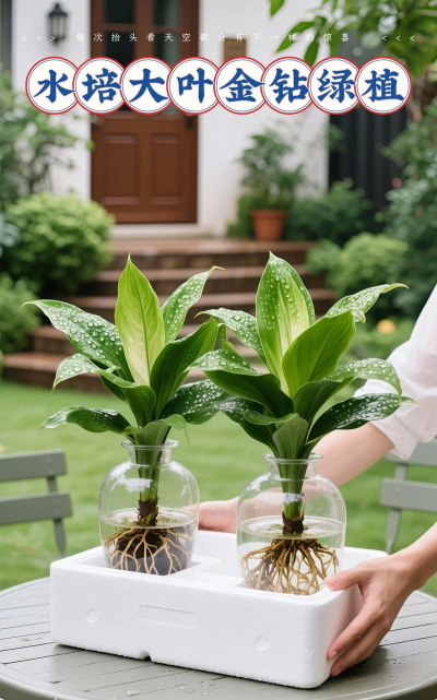 家庭养花用生根粉