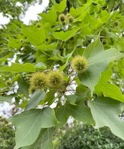 枫香树为什么有香味