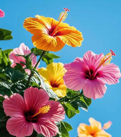 夏秋季开花的花卉有哪些