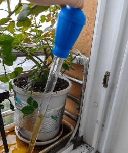 家庭养花用生根粉