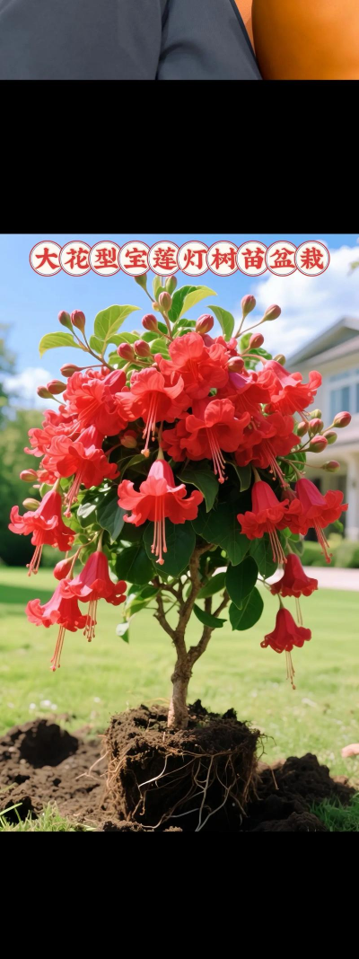 花朵像灯笼的树有哪些