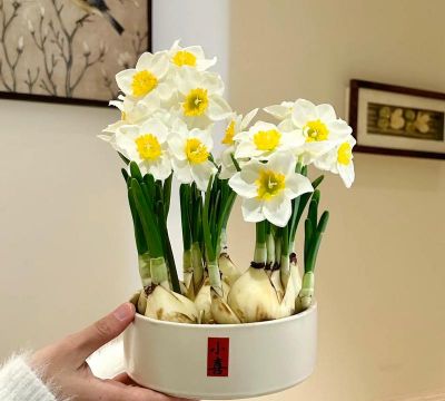 可以栽到水里的花有哪些