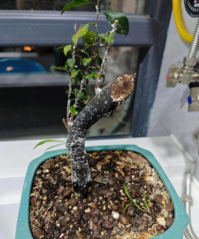 为什么金弹子不生长