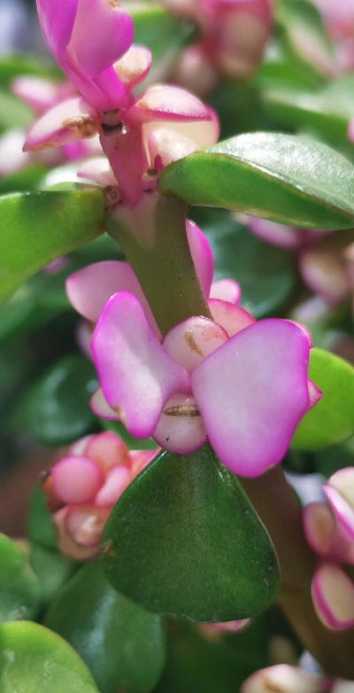 雅乐之舞学名叫什么