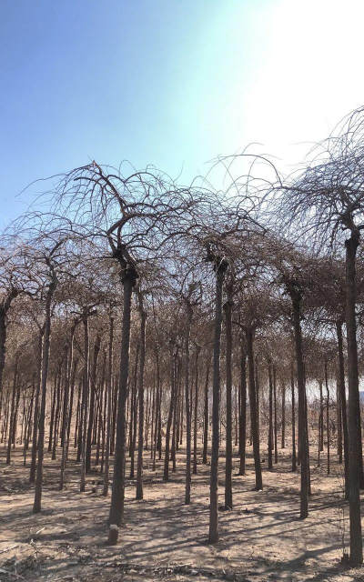 龙爪榆叶片病症有哪些