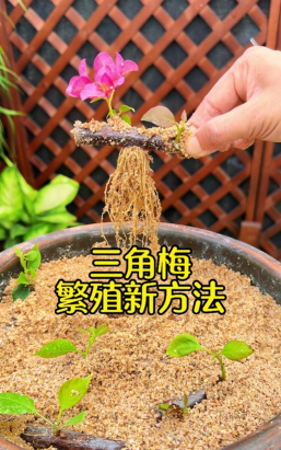 家庭养花用生根粉