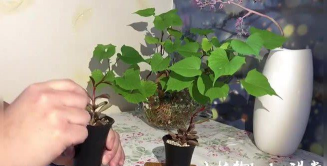 家庭养花用生根粉