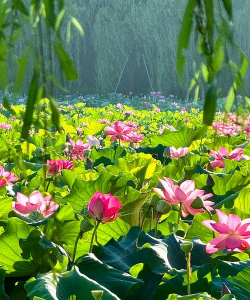 什么荷花四季开花