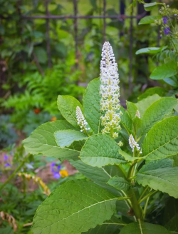 美洲商陆有什么作用