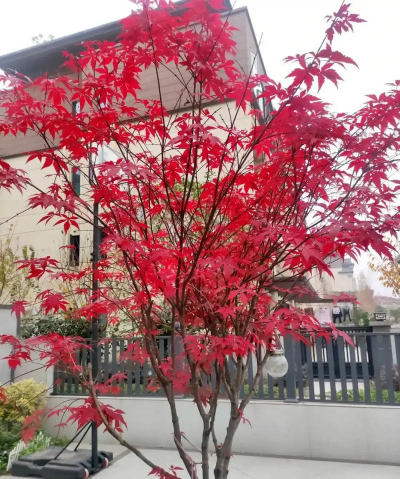 秋天红叶树种有哪些