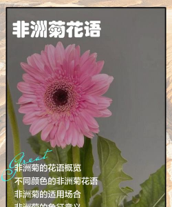 非洲说的是什么花