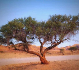 什么树在沙漠中耐旱