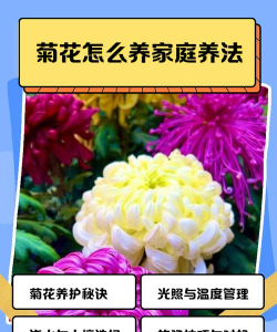 在贵州如何养菊花