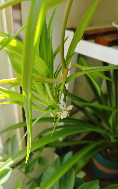 青叶吊兰什么时候开花