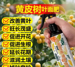 种黄皮需要什么土质