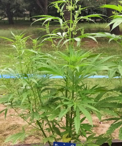 大麻是什么植物做的