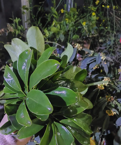 家庭养花用生根粉