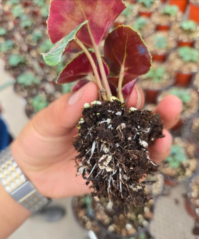 家庭养花用生根粉