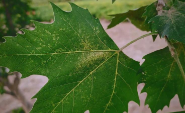 法国梧桐有哪些常见虫害