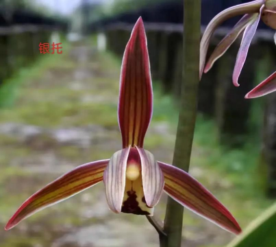 兰花什么叫做托