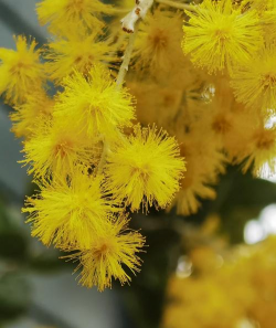 金合欢移植如何修剪