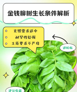 金丝柳叶子有哪些作用