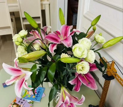 家庭养花用生根粉