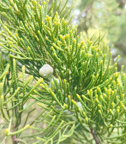 圆柏属植物包括哪些品种