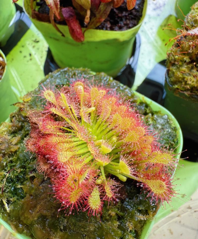 茅膏菜是哪些地方