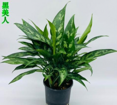 黑美人算什么类型植物