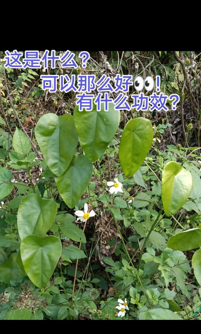 圆叶腾是什么草