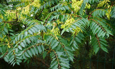 千头椿栽培及管理技术