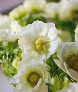 有哪些银白色的花