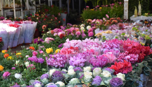 丽江花市有什么