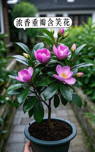 家庭养花用生根粉