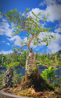 什么盆景是尖叶的