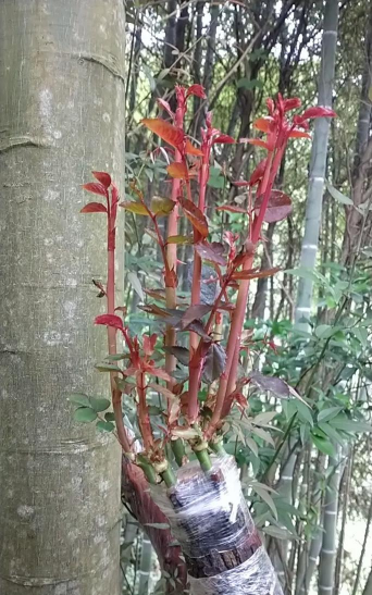 家庭养花用生根粉