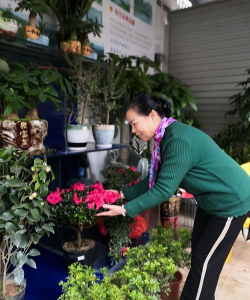 家庭养花用生根粉