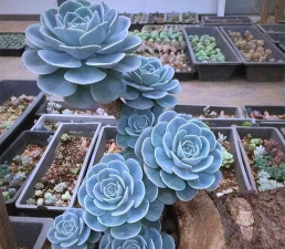 玉蝶多肉品种有哪些