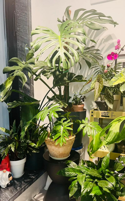 家庭养花用生根粉