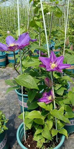 广东铁线莲哪些长的好