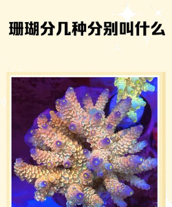 无性繁殖的珊瑚有哪些