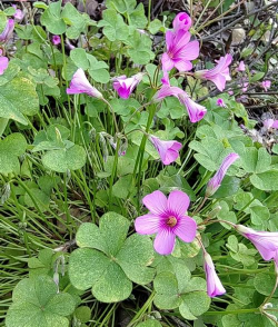 红花酢浆草是什么花卉