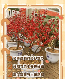 冬青树适合什么土壤