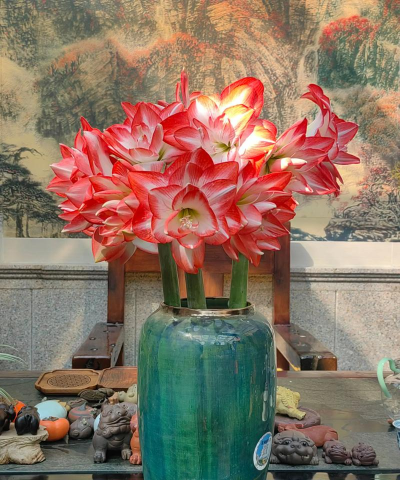 家庭养花用生根粉