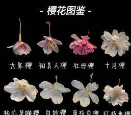 观赏性樱花有哪些品种