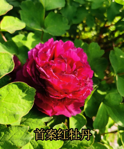 红色牡丹花有哪些名称