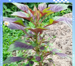 苋菜花长得什么样子